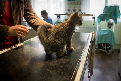 Россия зарегистрировала первую в мире вакцину против COVID-19 для животных